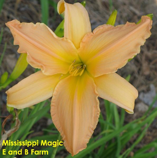 mississippimagic